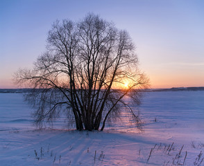 tree in winter sunset