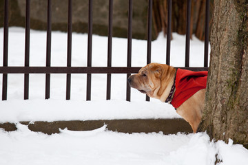 sharpei dog in snow