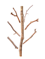 Dry tree branches isolated on white