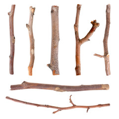 Dry tree branches isolated on white