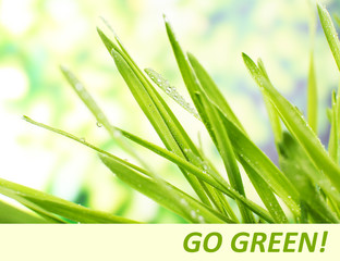 Fresh grass with dew drops, Green Life concept