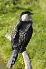 Oiseau Cormoran pie sur une branche