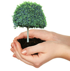 Small tree in hands isolated on white