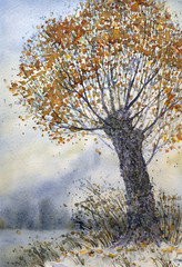 Watercolor landscape. The old tree in late autumn