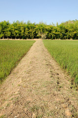 Fototapeta na wymiar Walkway between rice field with blue sky.