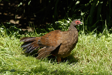 Oiseau Faisant doré femelle dans l'herbe