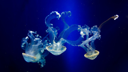 jellyfish in blue water