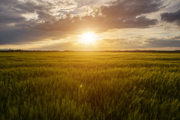 Obraz na płótnie Canvas Sunset over the field
