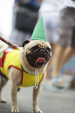 Dog in Bright Costume Rio Animal Carnival