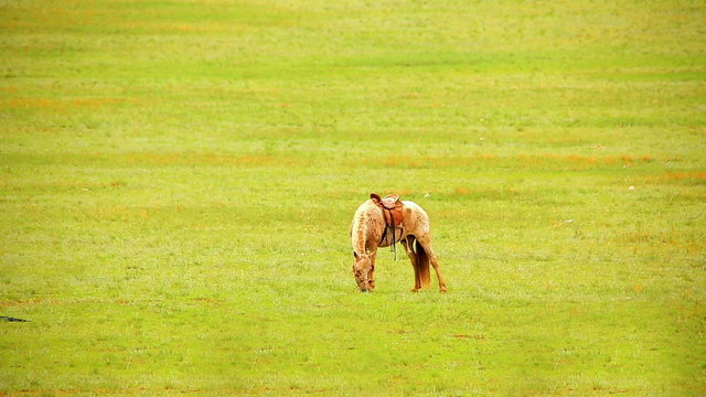 mongolian horses in vast grassland, mongolia
