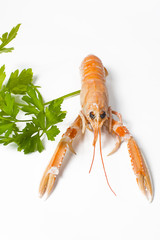 crayfish on white background