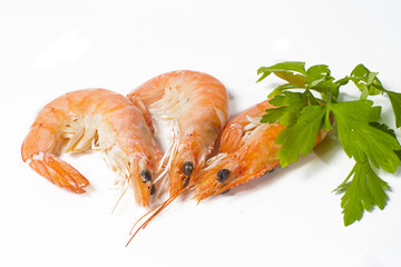 Cooked prawns on white background