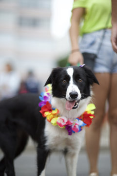 Dog in Bright Colors Rio Animal Carnival