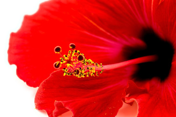 Macro closeup of inside of pretty red flower hibiscus