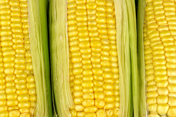 Corn background texture