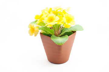Yellow primula juliana