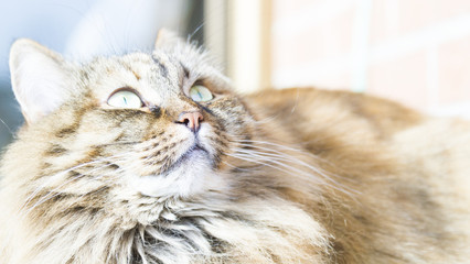 Fototapeta premium brown cat of siberian breed,female