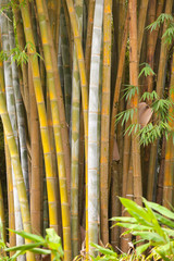 bambous géants, île de la Réunion, Hell-Bourg