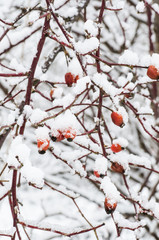 red wild rose berries covered with snow