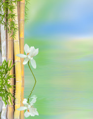 Fototapeta na wymiar décor relaxant aquatique, bambous et lotus blanc