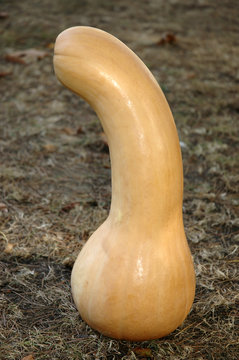 Lagenaria siceraria, calebasse