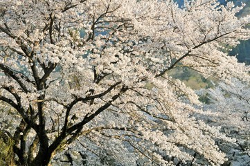 相模湖の桜