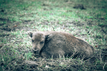 Bison calf lying on the grass. Tinted