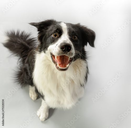 "aufmerksamer Hund lächelt" Imagens e fotos de stock Royalty Free no