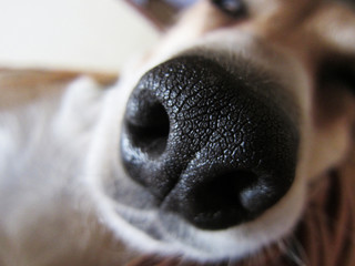 dog nose, close-up, front view,  29 - 75328757