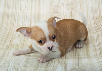 Chihuahua puppy
