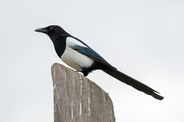 Common Magpie