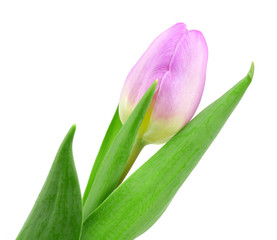 pink tulip isolated on white background