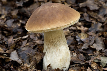 Steinpilz, Boletus edulis
