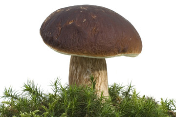 Steinpilz; Boletus edulis; Herrenpilz