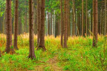 high trunks of coniferous trees and forest vegetation