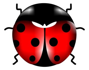 coccinella