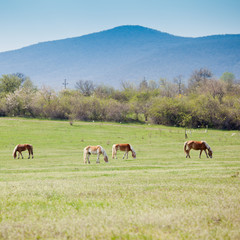 Fototapeta na wymiar Beautiful horses