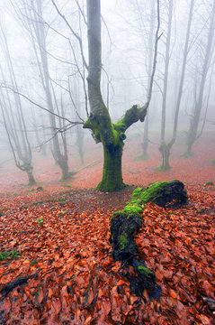 forest with fog and trunk on the ground