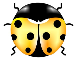 coccinella
