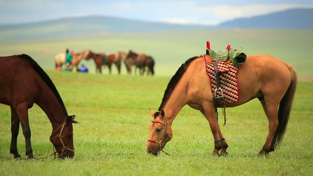 mongolian horses in vast grassland, mongolia