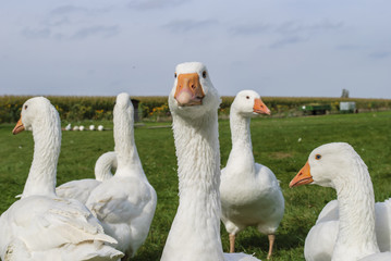 White geese