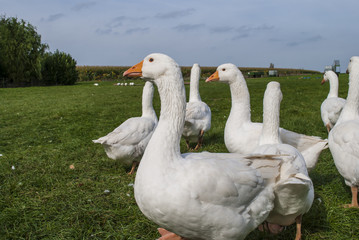 White goose