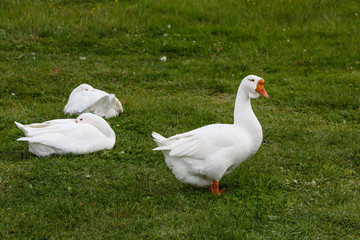 Geese on a green grass
