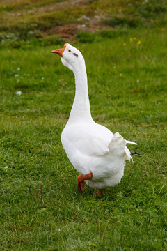 Goose on a green grass