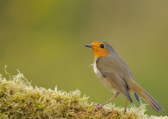 Robin, erithacus rubecula