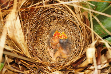 Two hungry chicks of flycatcher bird in the nest © dam