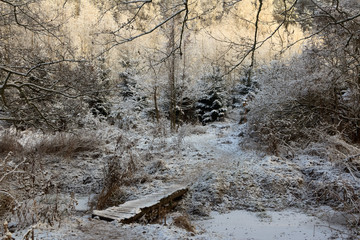 Leśne Zimowe Uroczysko © Wojciech Lisiński