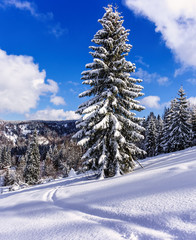Snowy tree on ski resort in Carpathian Mountains