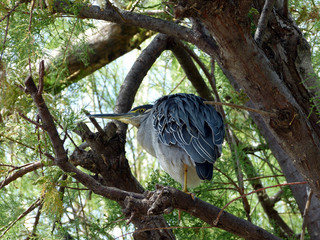 Strict bird 2