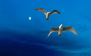 Blue Moon and seagulls